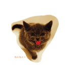 ピルロ（個別スタンプ：8）