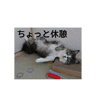 ねこ くーちゃん（個別スタンプ：15）