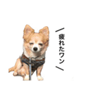iiichika（個別スタンプ：15）