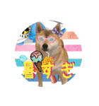 柴犬と白い雑種犬-19（個別スタンプ：5）