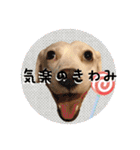 柴犬と白い雑種犬-19（個別スタンプ：9）