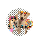 柴犬と白い雑種犬-19（個別スタンプ：13）