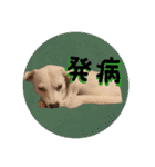 柴犬と白い雑種犬-19（個別スタンプ：39）