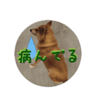 柴犬と白い雑種犬-19（個別スタンプ：40）