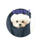 ウチのすずんこさん（マルチーズ犬）（個別スタンプ：1）