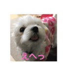 ウチのすずんこさん（マルチーズ犬）（個別スタンプ：2）