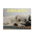 ウチのすずんこさん（マルチーズ犬）（個別スタンプ：3）