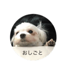 ウチのすずんこさん（マルチーズ犬）（個別スタンプ：4）