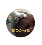 ウチのすずんこさん（マルチーズ犬）（個別スタンプ：7）