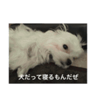 ウチのすずんこさん（マルチーズ犬）（個別スタンプ：11）