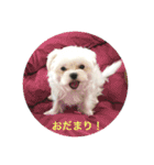 ウチのすずんこさん（マルチーズ犬）（個別スタンプ：14）