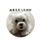 ウチのすずんこさん（マルチーズ犬）（個別スタンプ：16）