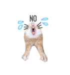 うさぎのムギンプ（個別スタンプ：5）