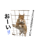 うさぎのムギンプ（個別スタンプ：11）
