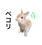うさぎのムギンプ（個別スタンプ：12）