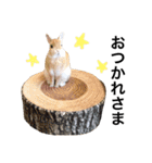 うさぎのムギンプ（個別スタンプ：17）