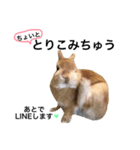 うさぎのムギンプ（個別スタンプ：22）