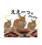 うさぎのムギンプ（個別スタンプ：23）
