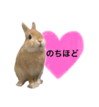 うさぎのムギンプ（個別スタンプ：25）