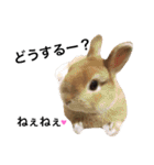 うさぎのムギンプ（個別スタンプ：26）