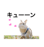 うさぎのムギンプ（個別スタンプ：30）