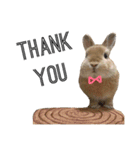 うさぎのムギンプ（個別スタンプ：38）