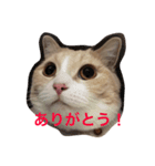 Sticker of Kotaro（個別スタンプ：7）