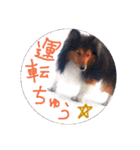 愛犬ず！！2（個別スタンプ：1）