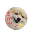 愛犬ず！！2（個別スタンプ：5）