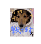 愛犬ず！！2（個別スタンプ：16）