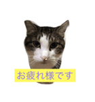 7匹CATZ LIFE（個別スタンプ：2）