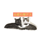 7匹CATZ LIFE（個別スタンプ：7）