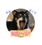 愛犬まろしゅしゅ（個別スタンプ：13）