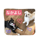 愛犬まろしゅしゅ（個別スタンプ：21）