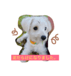 愛犬まろしゅしゅ（個別スタンプ：22）