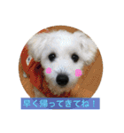 愛犬まろしゅしゅ（個別スタンプ：31）