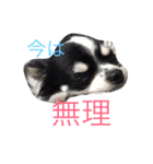 もろとたろう丸（個別スタンプ：2）