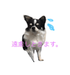 もろとたろう丸（個別スタンプ：4）