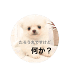 もろとたろう丸（個別スタンプ：9）