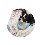 もろとたろう丸（個別スタンプ：11）