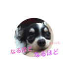 もろとたろう丸（個別スタンプ：17）