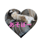 もろとたろう丸（個別スタンプ：22）
