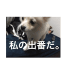 もろとたろう丸（個別スタンプ：25）