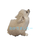 もろとたろう丸（個別スタンプ：29）