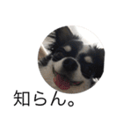もろとたろう丸（個別スタンプ：30）
