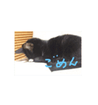 TAKAYAMA's Cat  stamp（個別スタンプ：6）