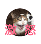 TAKAYAMA's Cat  stamp（個別スタンプ：7）