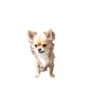 チワワのまくぅ（個別スタンプ：2）
