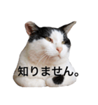 はっちゃんスタンプ 2（個別スタンプ：7）