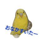 わがままインコ（個別スタンプ：5）